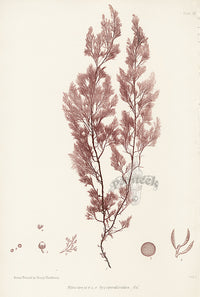 Bradbury Seaweed Rhodomela Lycopodioides - Panteek Antique Prints