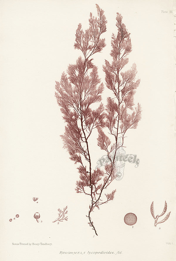 Bradbury Seaweed Rhodomela Lycopodioides