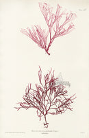 Bradbury Seaweed Rhodymenia Palmata - Panteek Antique Prints