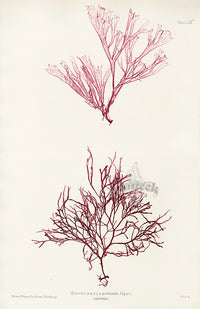 Bradbury Seaweed Rhodymenia Palmata - Panteek Antique Prints
