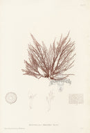 Bradbury Seaweed Rytiphlaea Thuyoides - Panteek Antique Prints