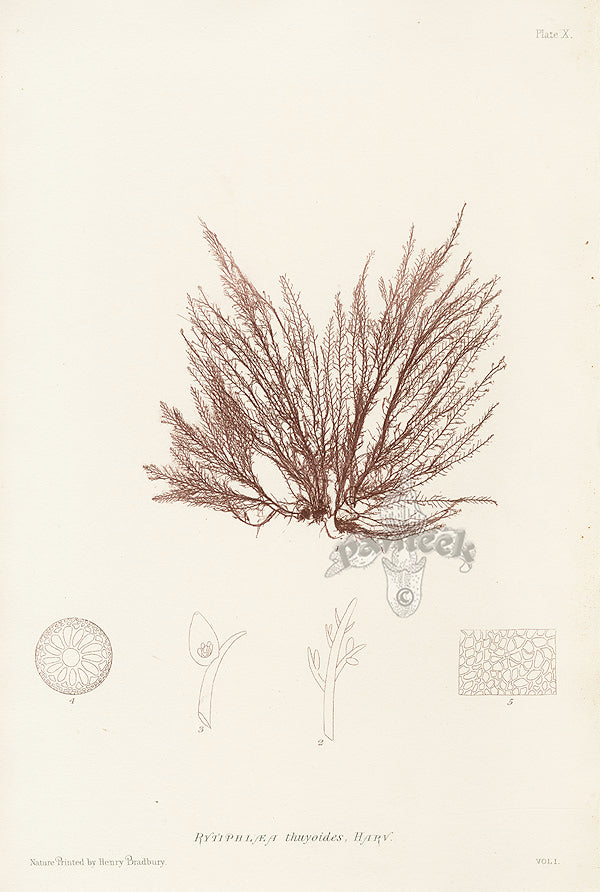 Bradbury Seaweed Rytiphlaea Thuyoides