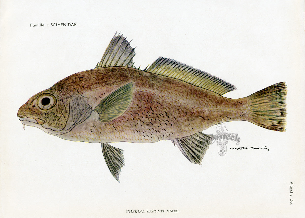 Brissonniere Mediterranean Canary Drum