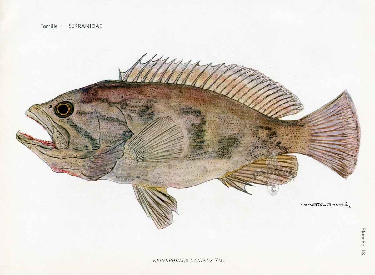 Brissonniere Mediterranean Dogtooth Grouper