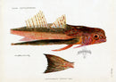 Brissonniere Mediterranean Flying Gurnard - Panteek Antique Prints