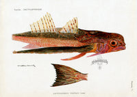 Brissonniere Mediterranean Flying Gurnard - Panteek Antique Prints