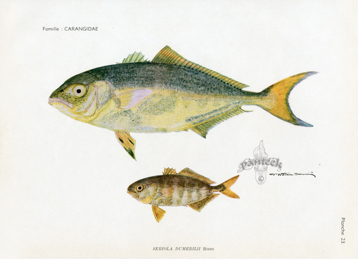 Brissonniere Mediterranean Greater Amberjack