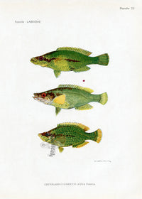 Brissonniere Mediterranean Long-snout Wrasse - Panteek Antique Prints