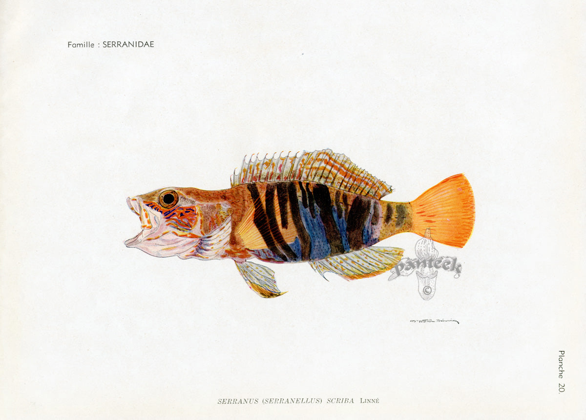 Brissonniere Mediterranean Painted Comber