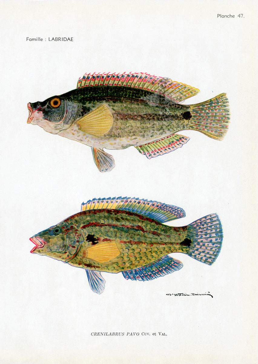 Brissonniere Mediterranean Peacock Wrasses