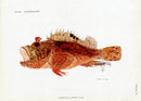 Brissonniere Mediterranean Red Scorpionfish - Panteek Antique Prints