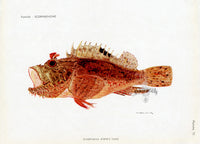 Brissonniere Mediterranean Red Scorpionfish - Panteek Antique Prints