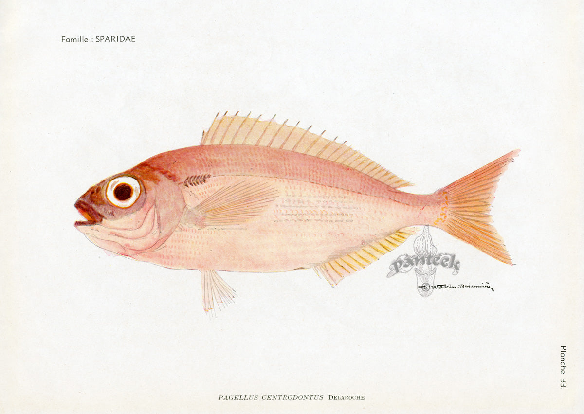 Brissonniere Mediterranean Red Seabream