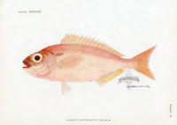 Brissonniere Mediterranean Red Seabream - Panteek Antique Prints