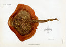 Brissonniere Mediterranean Rough Ray - Panteek Antique Prints