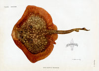 Brissonniere Mediterranean Rough Ray - Panteek Antique Prints