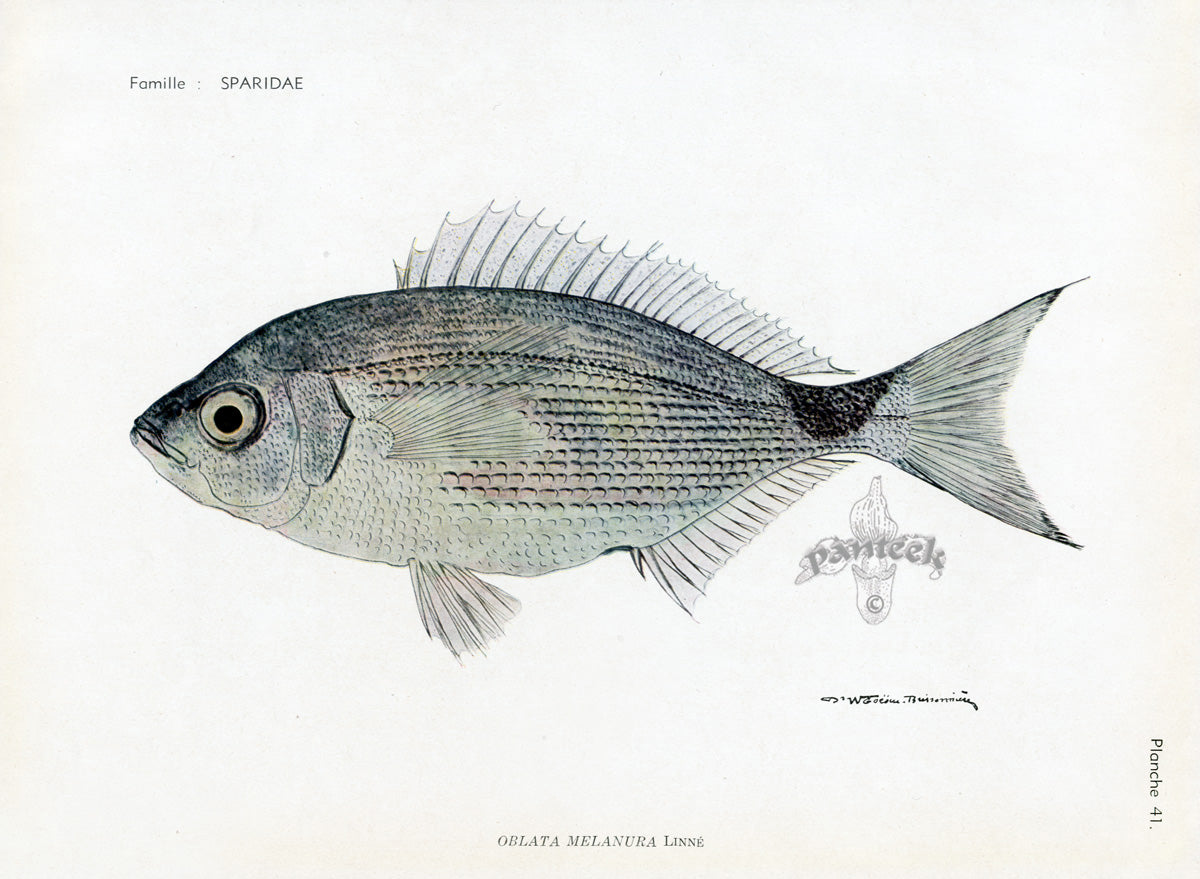 Brissonniere Mediterranean Saddled Seabream