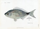 Brissonniere Mediterranean Saddled Seabream - Panteek Antique Prints