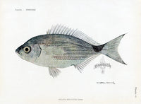 Brissonniere Mediterranean Saddled Seabream - Panteek Antique Prints