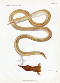 Brissonniere Mediterranean Serpent Eel - Panteek Antique Prints