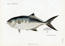 Brissonniere Mediterranean Silverfish - Panteek Antique Prints