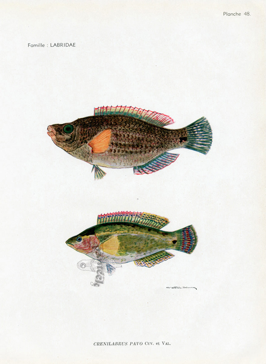 Brissonniere Mediterranean Small Peacock Wrasse