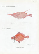 Brissonniere Mediterranean Snipefish - Panteek Antique Prints