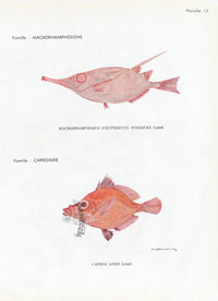 Brissonniere Mediterranean Snipefish - Panteek Antique Prints