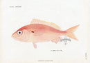 Brissonniere Mediterranean Spanish Seabream - Panteek Antique Prints