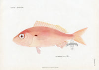 Brissonniere Mediterranean Spanish Seabream - Panteek Antique Prints
