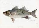Brissonniere Mediterranean Spotted Seabass - Panteek Antique Prints