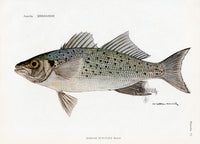 Brissonniere Mediterranean Spotted Seabass - Panteek Antique Prints