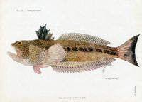 Brissonniere Mediterranean Spotted Weever - Panteek Antique Prints