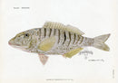 Brissonniere Mediterranean Striped Seabream - Panteek Antique Prints