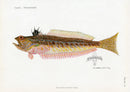 Brissonniere Mediterranean Weeverfish - Panteek Antique Prints