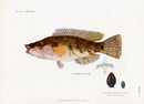 Brissonniere Mediterranean Wrasse - Panteek Antique Prints