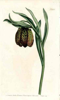 Broad Leaved Frilillaria Curtis Carnivorous Botanical - Panteek Antique Prints