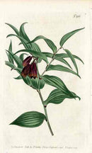 Brown Uvularia Curtis Carnivorous Botanical - Panteek Antique Prints