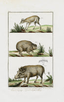 Buchoz Dons Merveilleux Boar - Panteek Antique Prints