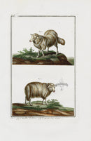 Buchoz Dons Merveilleux Bosseron Sheep - Panteek Antique Prints