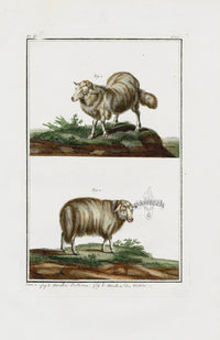 Buchoz Dons Merveilleux Bosseron Sheep - Panteek Antique Prints