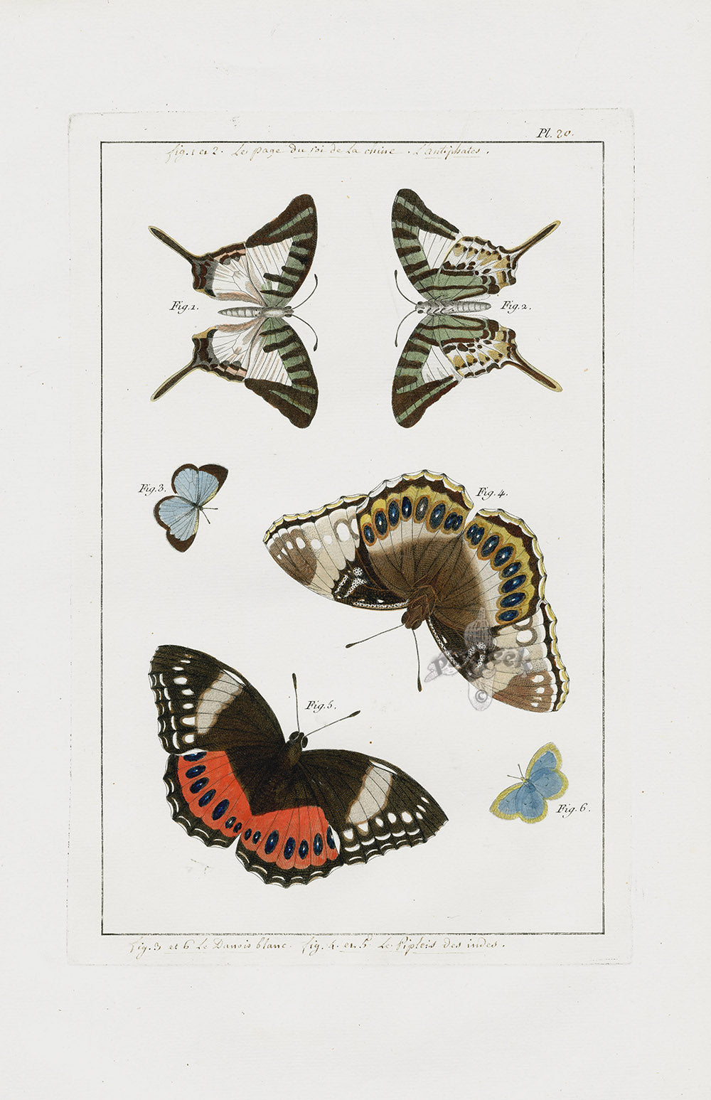 Buchoz Dons Merveilleux Butterflies