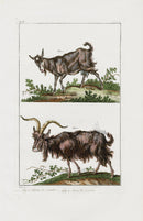 Buchoz Dons Merveilleux Cambie Goats - Panteek Antique Prints