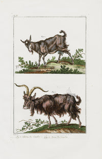 Buchoz Dons Merveilleux Cambie Goats - Panteek Antique Prints
