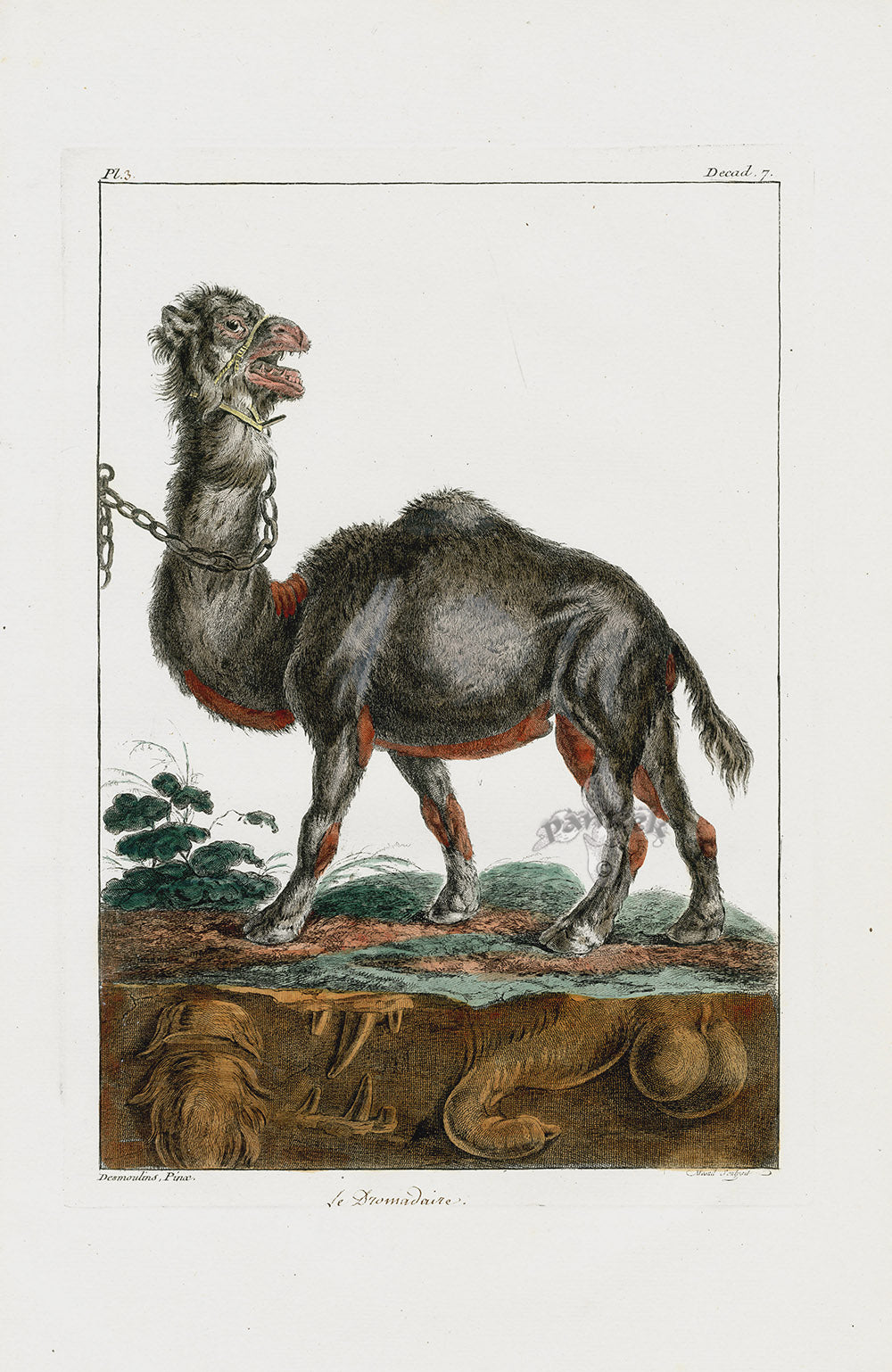 Buchoz Dons Merveilleux Camel