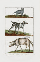 Buchoz Dons Merveilleux Cat, Dog, Cochon - Panteek Antique Prints