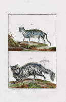 Buchoz Dons Merveilleux Cats - Panteek Antique Prints