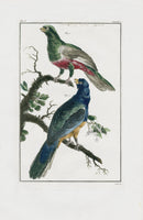 Buchoz Dons Merveilleux Corocoux de la Cayenne - Panteek Antique Prints