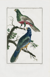 Buchoz Dons Merveilleux Corocoux de la Cayenne - Panteek Antique Prints