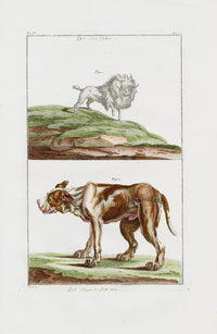 Buchoz Dons Merveilleux Dogs - Panteek Antique Prints